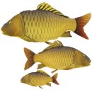 Stofftier Karpfen 90cm